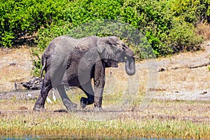 Watering large animal