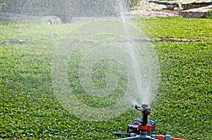 Watering the lawn