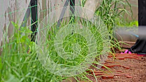 Watering the lawn with a hose