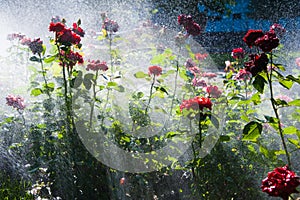 Watering lawn and rose flowers in the morning in park