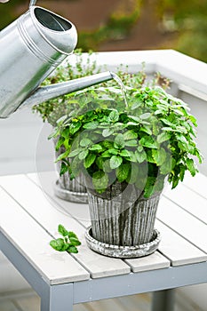 watering lemon balm (melissa) and thyme herb in flowerpot on balcony, urban container garden concept