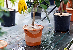 Watering lemon plant in pot