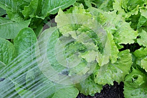 Watering lettuces - summer gardening with water from hose. Lettuce varieties are Cos Romaine and Michelle