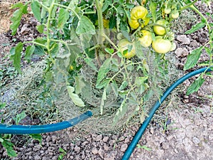 Watering mulched tomato bush with hose in garden