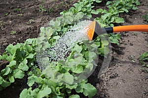 Watering of new vegetables.