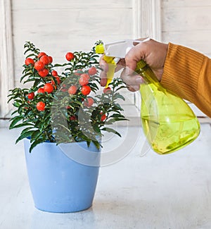 Watering Nightshade (Solanum pseudocapsicum) with red fruits are sprayed