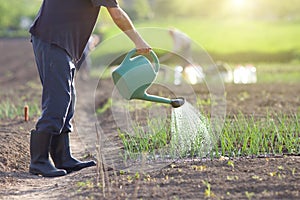 Watering onion garden