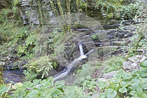 Watering passing between the vegetation