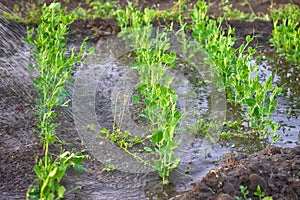 Watering peas in the spring in the garden