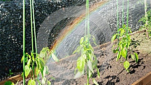 Watering pepper seedlings. A rainbow that arose from the spray when watering the beds in the sun. Irrigation of garden plants with photo