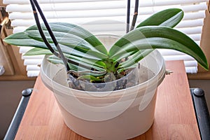 Revitalizing Ritual: Watering Phalaenopsis Orchid in Deep Water photo