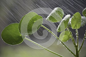 Watering a Pilea peperomioides plant. Spraying water. Close up splash of water. Beautiful drops of water on green leaves