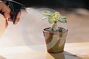 Watering plant
