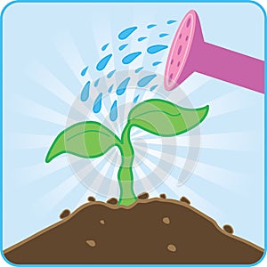 Watering plant