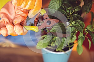 De cerca una foto de una mujer mano regando planta 