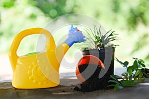 Watering plant with colorful watering can and pot in the garden - Gardening tools concept