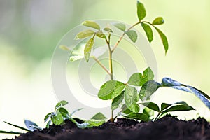 Watering plant growing with planting tree on soil nature green garden and water drop on leaves