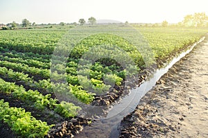 Watering plantation landscape of green carrot and potato bushes. Agroindustry and agribusiness. Root tubers. Agronomy. European