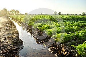 Watering the plantation of young potatoes and carrots through irrigation canals. Agronomy. Rural countryside. European farm,