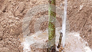 Watering a planted tree in a fruit garden. Orchard.