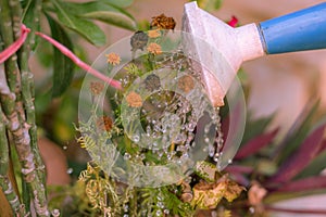 Watering the plants