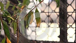 Watering the plants. Green seedling growing on the ground in the rain. Caring for a new life. Selective focus.