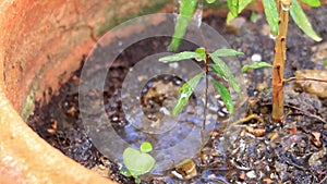 Watering the plants. Green seedling growing on the ground in the rain. Caring for a new life. Selective focus.