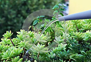 Watering plants with a watering can. Gardening concept
