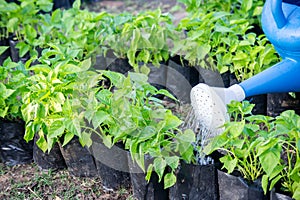 Watering plants watering vegetables in the nature garden