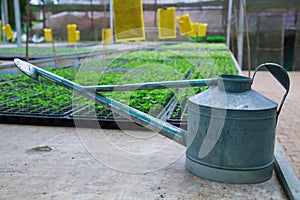 Watering pot or can for plant seedlings pallets with agricultural plant nursery greenhouse, plantation, farm, garden background. C