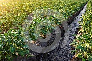 Watering the potato plantation. Providing farms and agro-industry with water resources. European farming. Agriculture. Agronomy