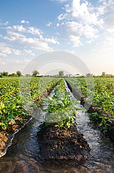 Watering the potato plantation. Water flows through an irrigation canals. Providing the field with life-giving moisture. Surface