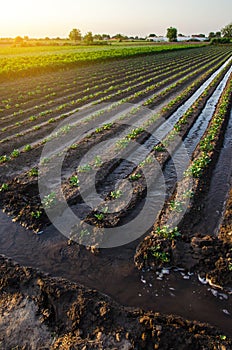 Watering the potato plantation. Water flows between rows of potato plants. European farming. Agronomy. Moistening. Agriculture