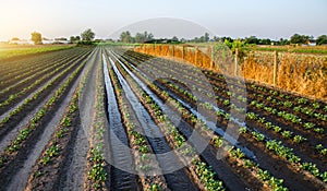 Watering the potato plantation. Water flows between rows of potato plants. Surface irrigation of crops. European farming. Agronomy