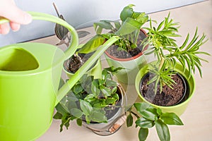 Watering potted plants on a wooden table.