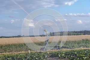 Watering a pumpkin vegetable field under a blue sky with fluffy clouds .