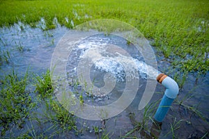 watering rice fields with free electricity in India - water scarcity