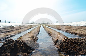 Watering rows of carrot plantations in an open way. Heavy copious irrigation after sowing seeds. Moisturize soil and stimulate