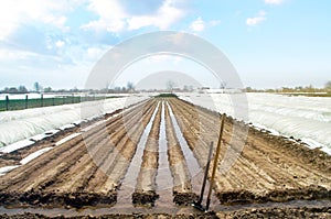Watering rows of carrot plantations in an open way. Heavy copious irrigation after sowing seeds. New farming planting season.