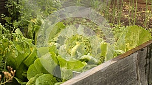 Watering salad crops with water spray lance in garden