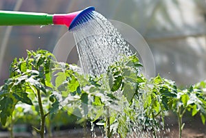 Watering seedling tomato