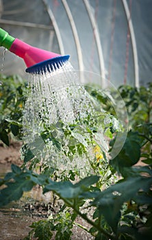 Watering seedling tomato