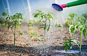 Watering seedling tomato