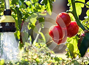 Watering seedling tomato in greenhouse garden