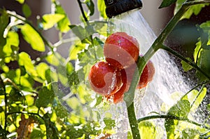 Watering seedling tomato in greenhouse garden