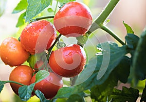 Watering seedling tomato in greenhouse garden