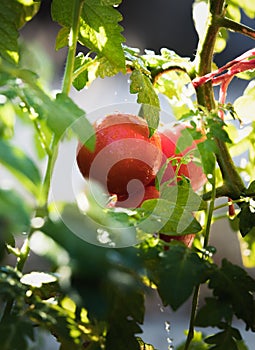 Watering seedling tomato in greenhouse garden