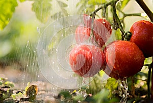 Watering seedling tomato in greenhouse garden