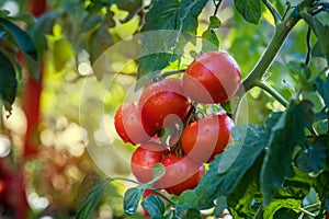 Watering seedling tomato in greenhouse garden