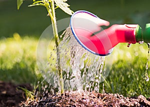 Watering seedling tomato plant in greenhouse garden